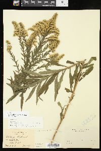 Solidago altissima subsp. altissima image