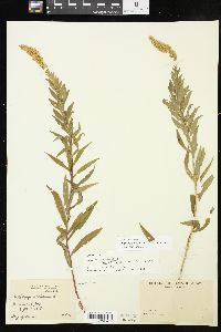 Solidago altissima subsp. altissima image