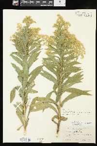 Solidago altissima subsp. altissima image