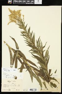 Solidago altissima subsp. altissima image