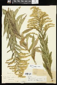 Solidago altissima subsp. altissima image