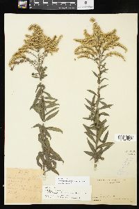 Solidago altissima subsp. altissima image