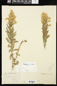 Solidago altissima subsp. altissima image