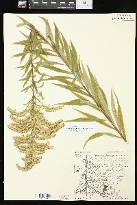 Solidago altissima subsp. altissima image