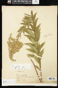 Solidago altissima subsp. altissima image