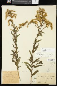 Solidago altissima subsp. altissima image