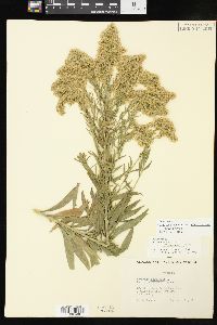 Solidago altissima subsp. gilvocanescens image