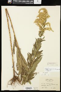 Solidago altissima subsp. gilvocanescens image