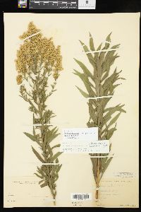 Solidago altissima subsp. gilvocanescens image