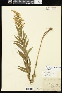 Solidago altissima subsp. gilvocanescens image