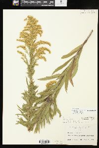 Solidago altissima subsp. gilvocanescens image