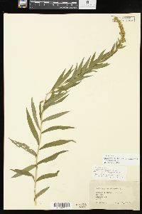 Solidago altissima subsp. gilvocanescens image