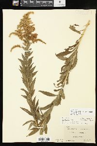 Solidago altissima subsp. gilvocanescens image