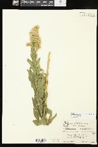 Solidago altissima subsp. gilvocanescens image