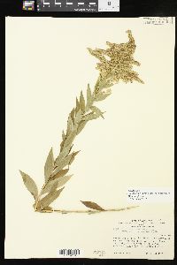 Solidago altissima subsp. gilvocanescens image