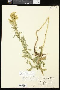 Solidago altissima subsp. gilvocanescens image