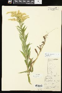 Solidago altissima subsp. gilvocanescens image