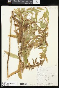 Solidago altissima subsp. gilvocanescens image