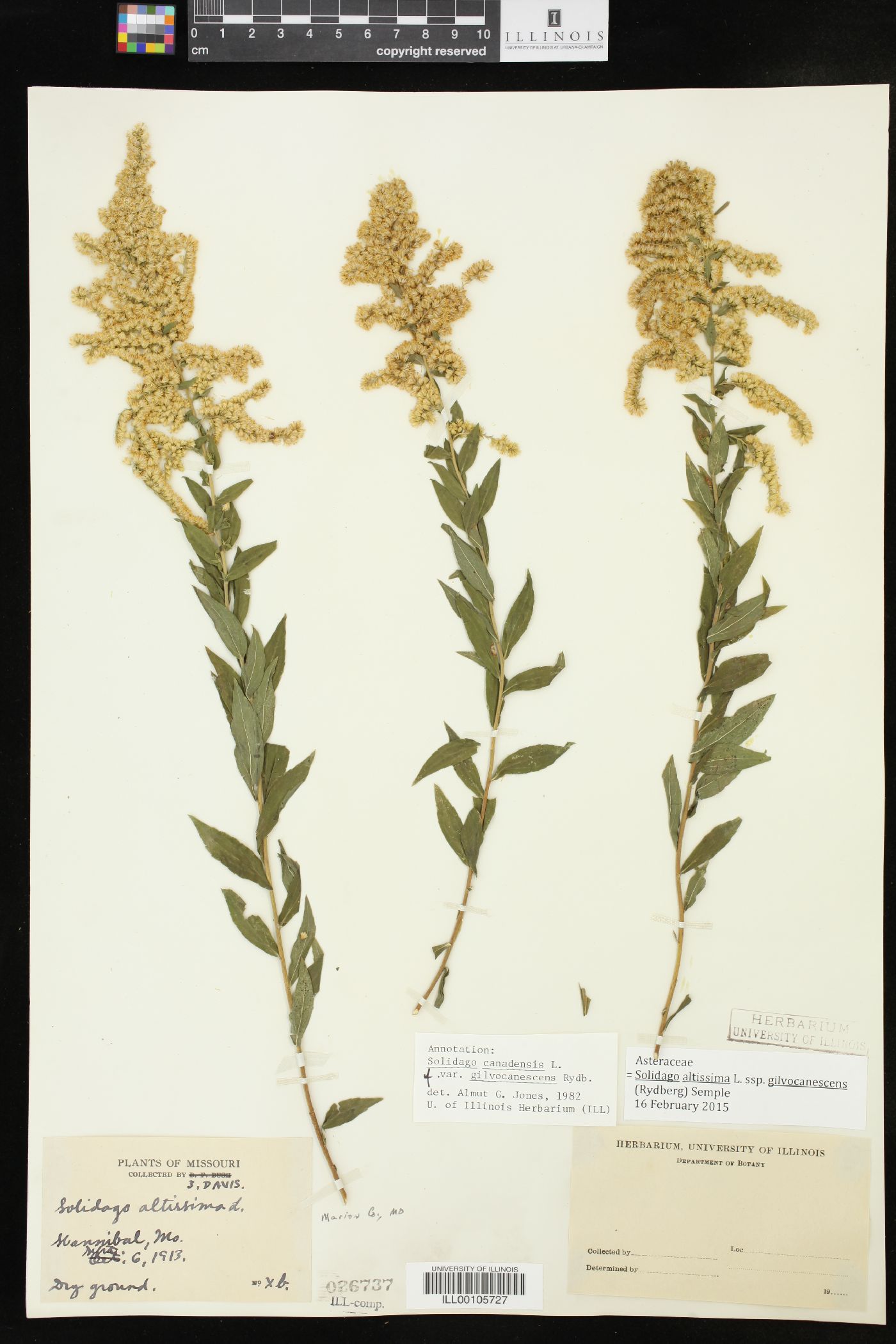 Solidago altissima subsp. gilvocanescens image