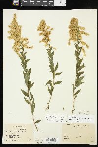 Solidago altissima subsp. gilvocanescens image