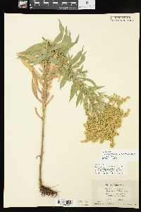 Solidago altissima subsp. gilvocanescens image