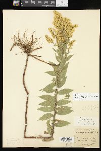 Solidago altissima subsp. gilvocanescens image