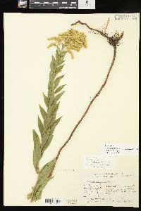 Solidago altissima subsp. gilvocanescens image