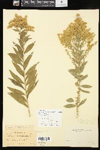 Solidago altissima subsp. gilvocanescens image