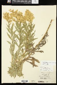 Solidago altissima subsp. gilvocanescens image