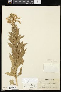 Solidago altissima subsp. gilvocanescens image