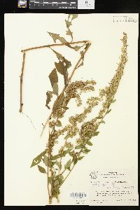 Solidago arguta var. boottii image