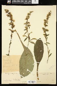 Solidago arguta image