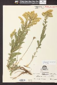 Solidago velutina image