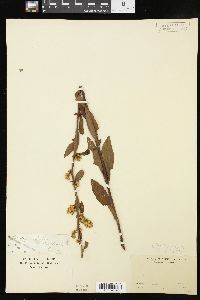 Solidago bicolor image