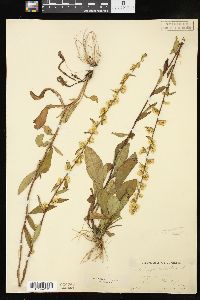 Solidago bicolor image