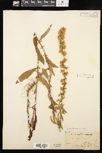 Solidago hispida image