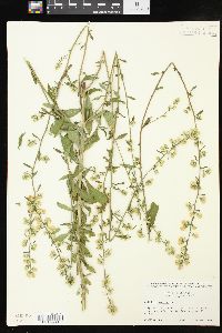 Solidago bicolor image