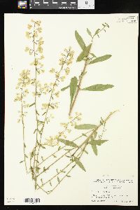 Solidago bicolor image