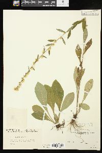 Solidago bicolor image