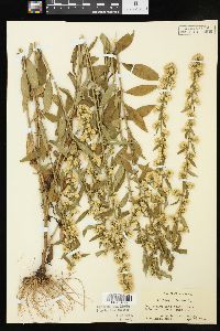 Solidago bicolor image