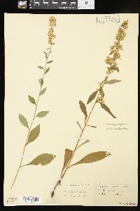 Solidago bicolor image