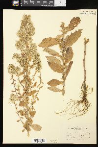 Solidago bicolor image