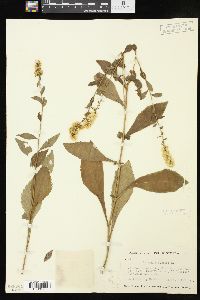 Solidago bicolor image