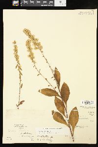 Solidago bicolor image