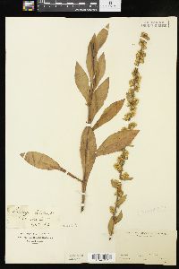 Solidago bicolor image