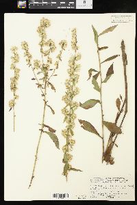 Solidago bicolor image