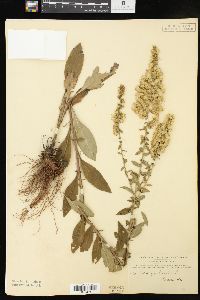 Solidago bicolor image