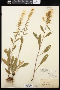 Solidago hispida image