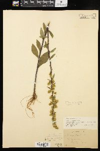 Solidago hispida image