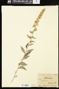 Solidago bicolor image